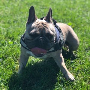 Meet your Posher, Devon